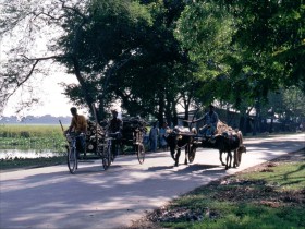 1998-BGL268 Richshaw og oksekærre