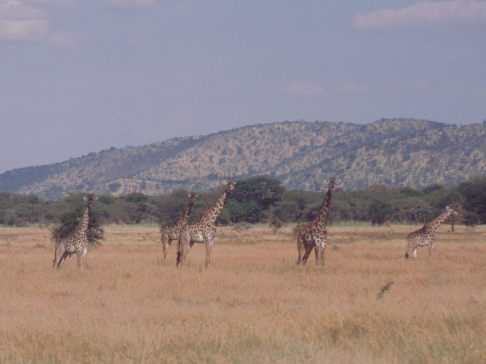 Giraffer i Serengeti