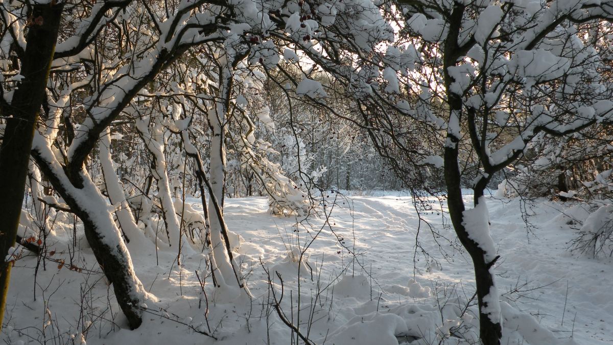 Vinter i Vesterskoven