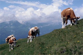 10329 Kvæg Østrig