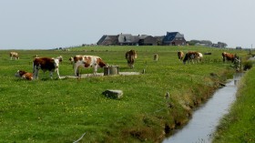 2015-2344 Hallig Hooge