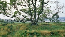 Alling Kloster ruin 1980 med René og Heine klatrende i træet.